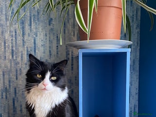 British Longhair cats for sale - Advert 1