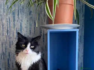 British Longhair cats Caspian British Long hair 3yrs in March 2026 - Advert 1