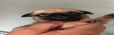 Pug 5
