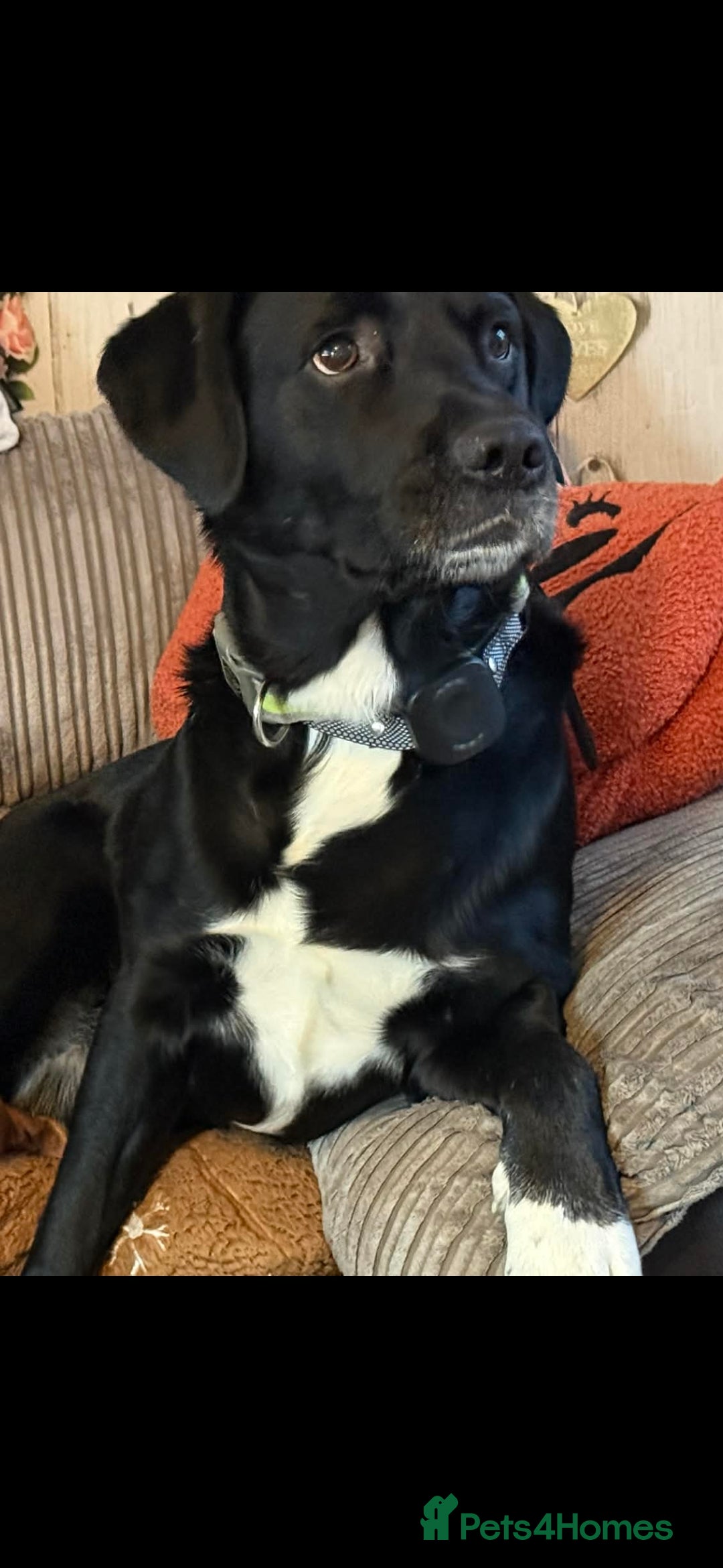 Springador dogs for sale: For sale 6yr old male springador  - Advert 2