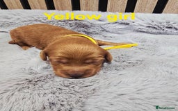 Cavapoo dogs for sale:  🐕Ruby Cavapoo Toy F1bb 🧸DNA tested🧸 - Image 22