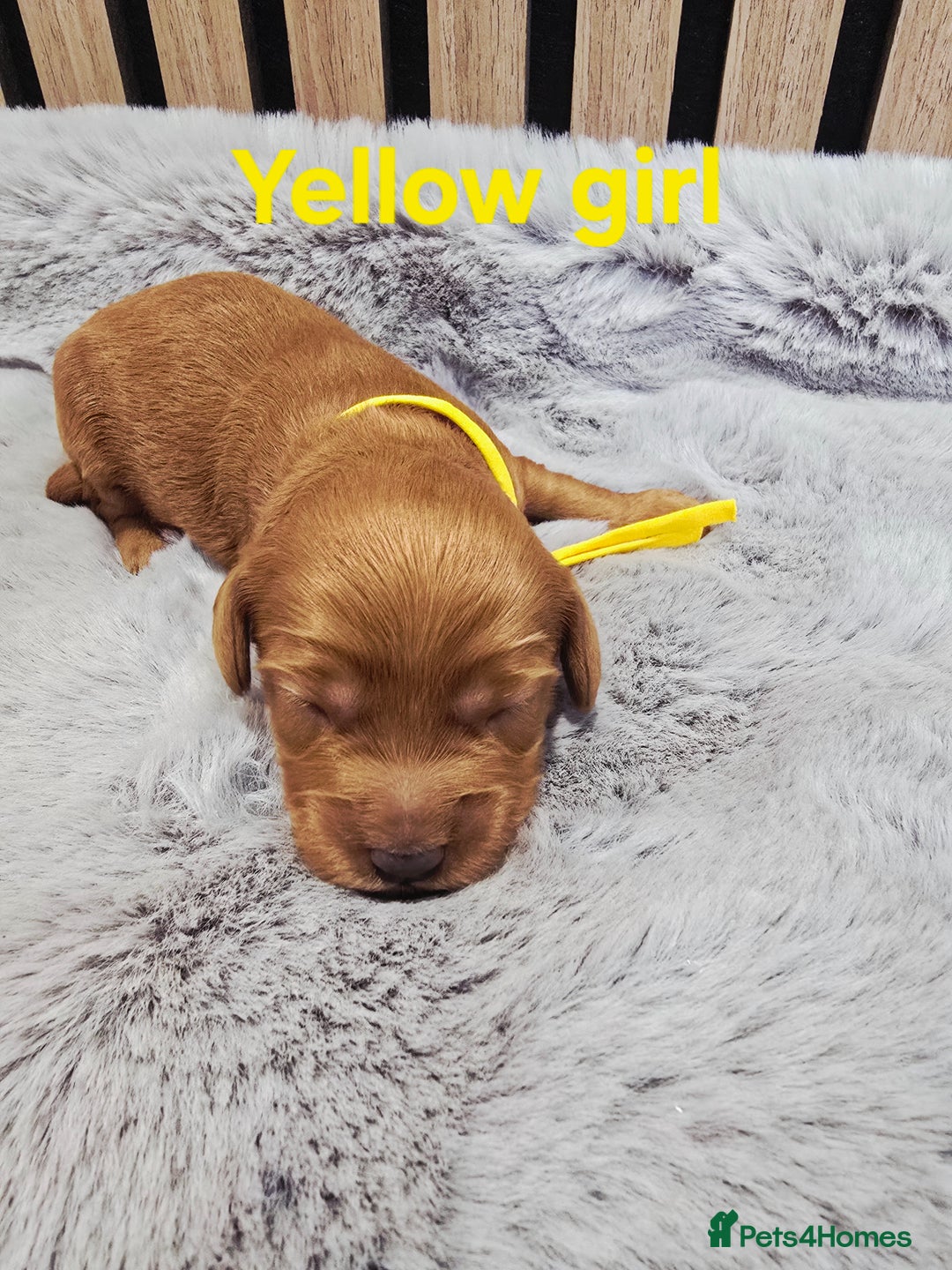 Cavapoo dogs for sale:  🐕Ruby Cavapoo Toy F1bb 🧸DNA tested🧸 - Image 22