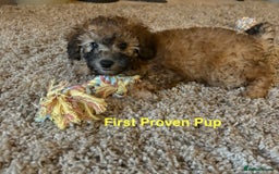 Toy Poodle dogs for stud: 🌙Monty Moonshine KC Café au Lait Toy Poodle Stud - Advert 5