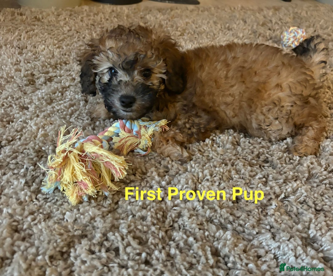 Toy Poodle dogs for stud: 🌙Monty Moonshine KC Café au Lait Toy Poodle Stud - Advert 5