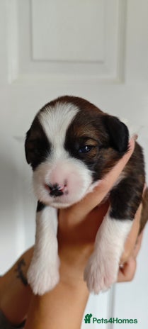 Tibetan Terrier dogs - Advert 2