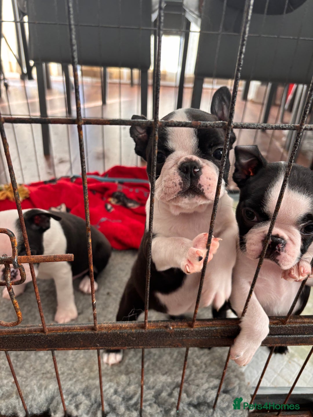 Boston Terrier dogs for sale: Stunning Boston terrier pups - Advert 1