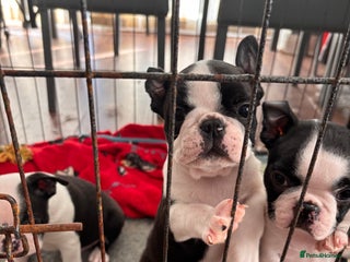 Boston Terrier dogs Stunning Boston terrier pups - Advert 2