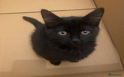 Himalayan cats for sale: Gorgeous Last kitten Girl 🩷 found home ‼️‼️ - Image 30