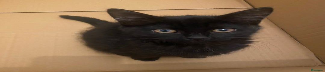 Last One Left – Black Female Kitten, Ready Now