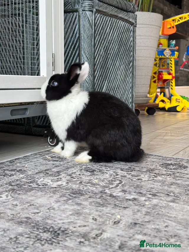 Gorgeous Vienna Netherland Dwarf Rabbit for sale in Haverhill | Pets4Homes