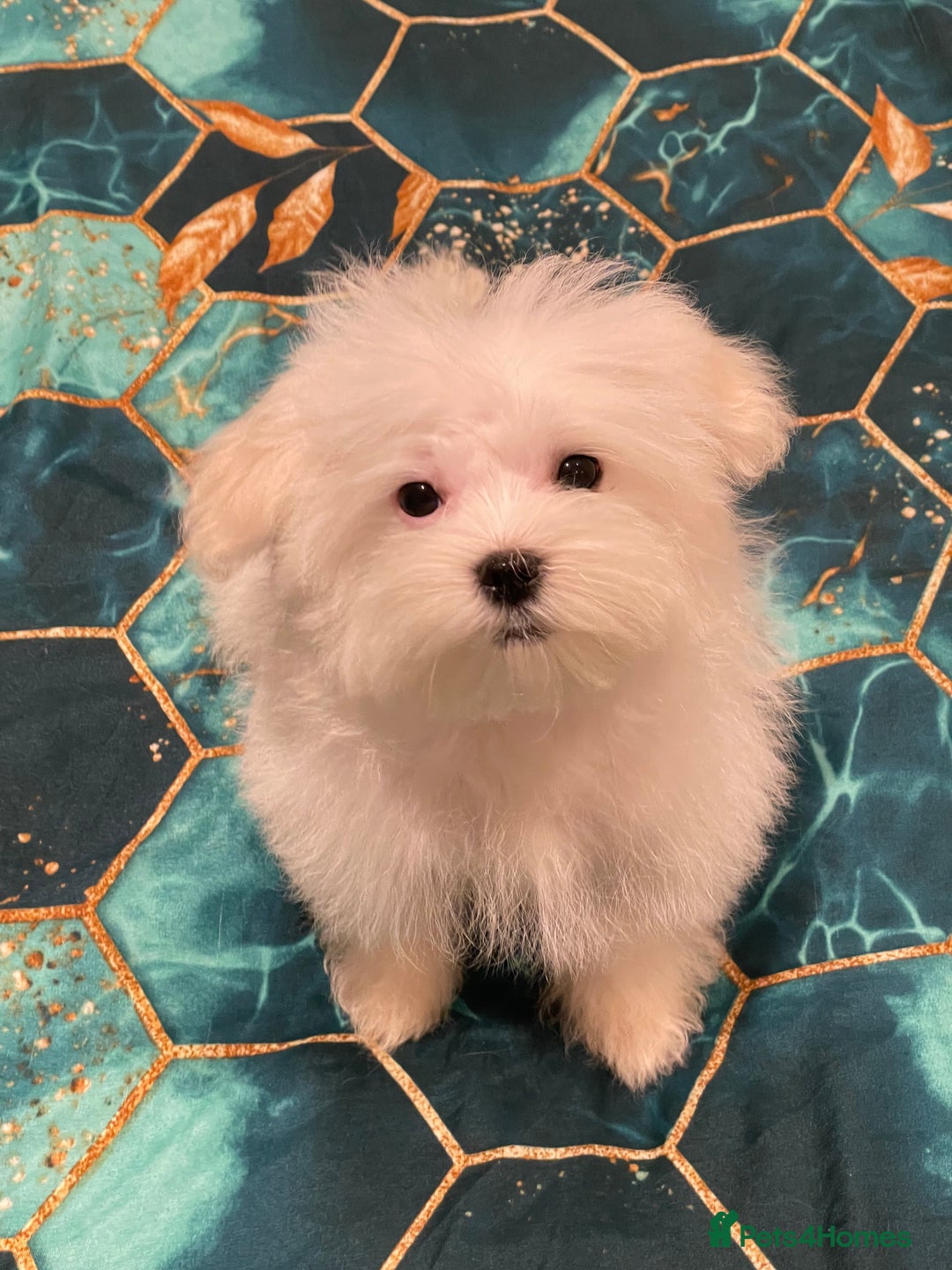 Maltese dogs for sale:  ✨ Special – Korean Maltese Puppies 🐾 - Advert 18