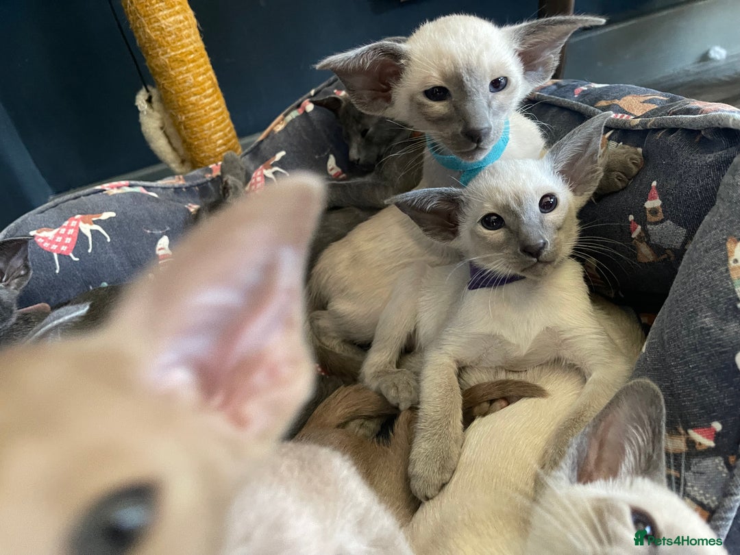 Siamese cats for sale: Lovely Siamese🥰 🩵❤️ - Advert 10
