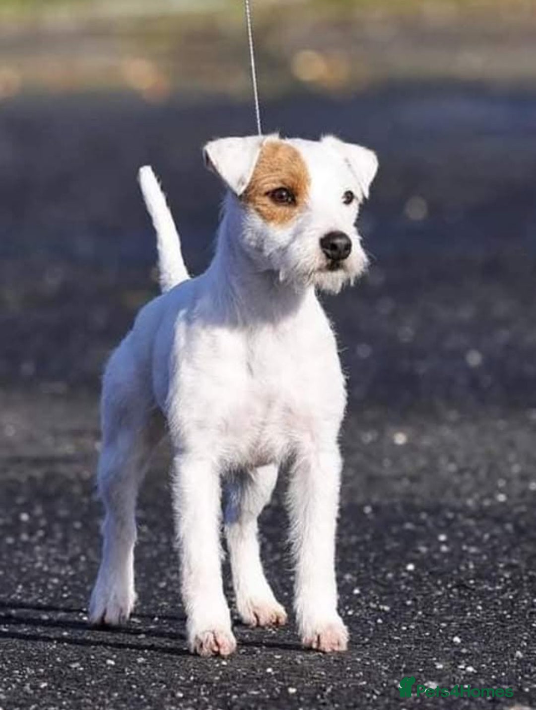 Parson Russell dogs for sale: KC Reg Champion lineage Puppys - Image 2