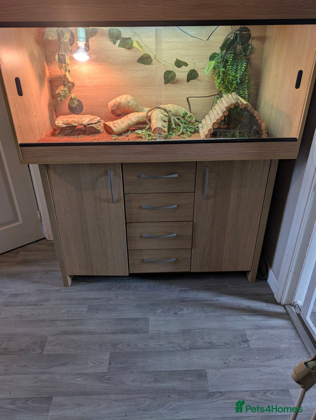 Bearded Dragon reptiles for sale: Beautiful Citrus Bearded Dragon and 3ft Vivarium - Image 2