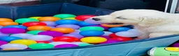 Golden Retriever dogs for sale: ⭐️Ready from 14th July⭐️ - Advert 5