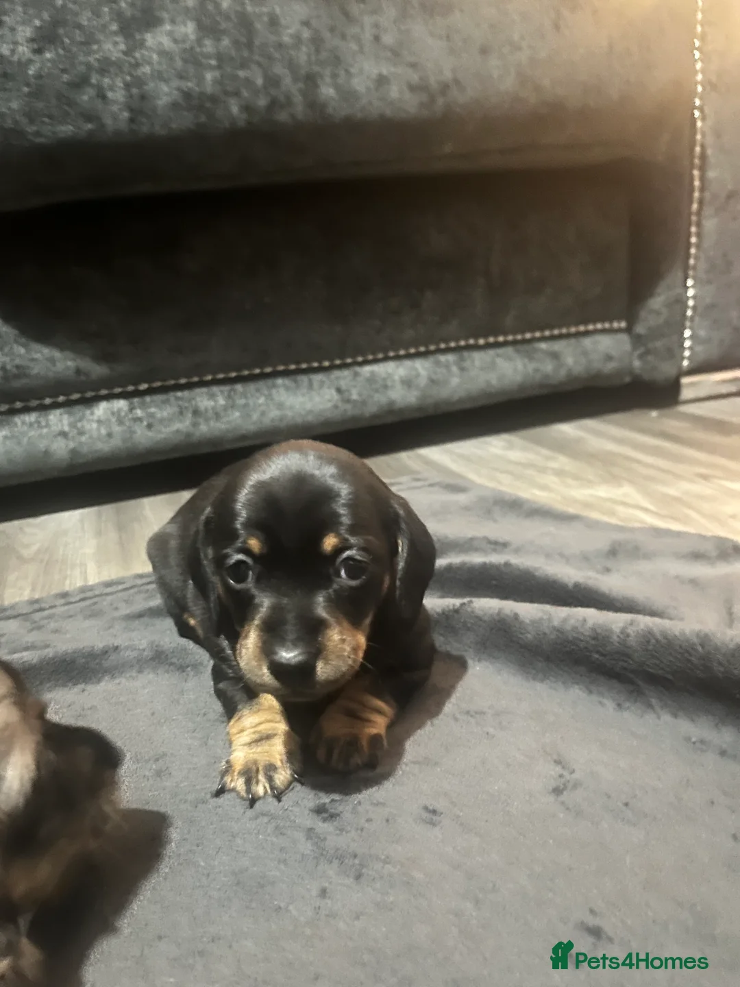 Miniature Dachshund dogs for sale: Minature dachshund  - Advert 5