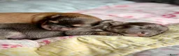 Chorkie dogs for sale: Miniature Chorkie Boys - Advert 7