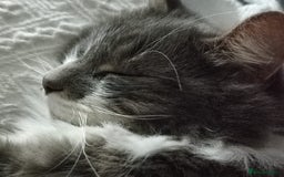 Mixed Breed cats for sale: 3 lovely boys looking for loving home - Image 6