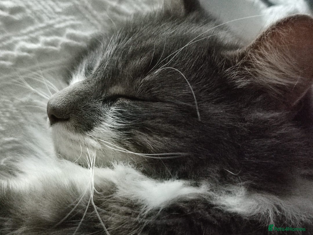 Mixed Breed cats for sale: 3 lovely boys looking for loving home - Image 6