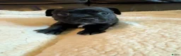 Staffordshire Bull Terrier dogs for sale: KC Staffordshire bull terrier pups for sale  - Advert 10