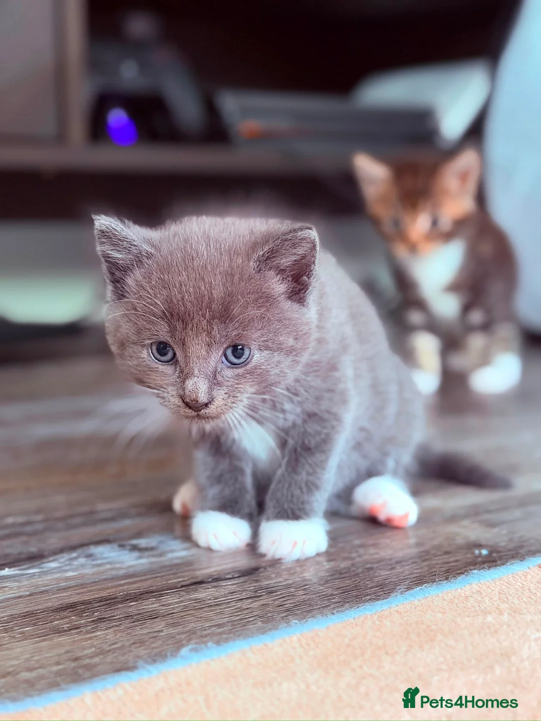 Mixed Breed cats for sale: Adorable & healthy 9 weeks male kitten for sale !! in Richmond - Advert 2