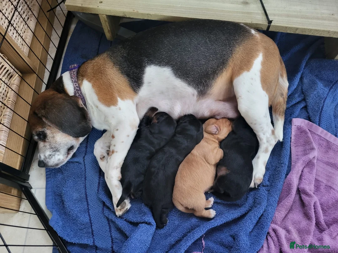 Mixed Breed dogs for sale: Puppies for sale - Advert 2