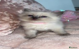 Ragdoll cats for sale: 🌸pedigree Ragdoll babies, reduced🌸 - Image 23
