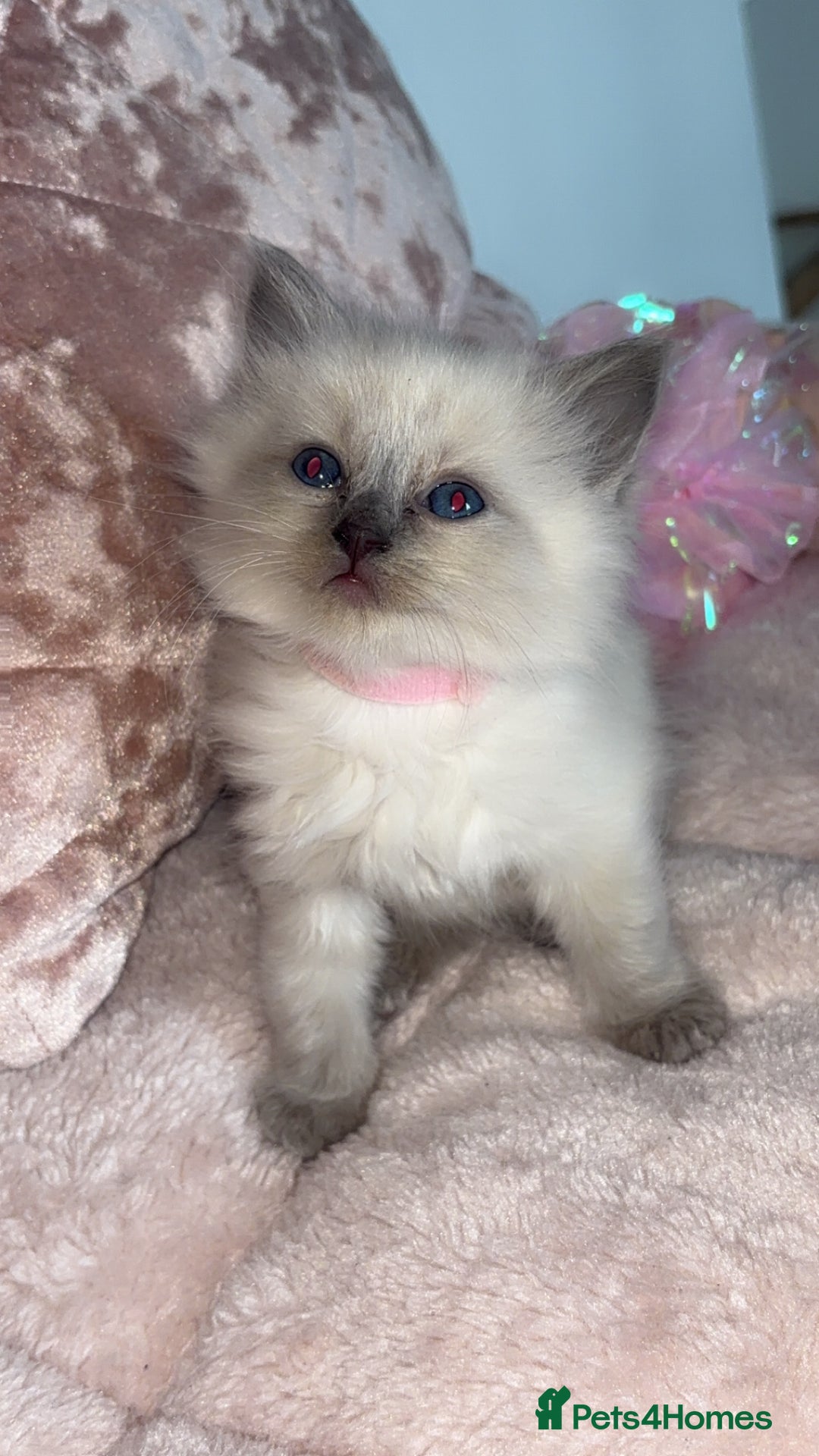 Ragdoll cats for sale: 🌸pedigree Ragdoll babies, reduced🌸 - Image 23