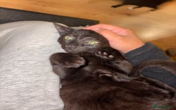 American Shorthair cats for sale: Two kittens for sale - Image 7