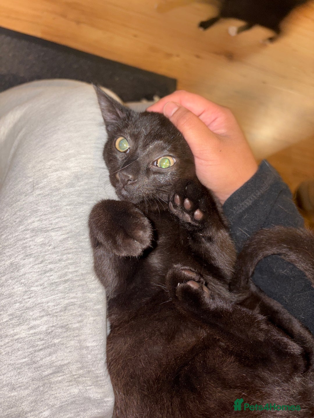 American Shorthair cats for sale: Two kittens for sale - Image 7