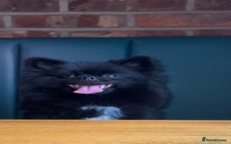 Pomeranian dogs for stud: Meet Badger – Premium Black Pomeranian Stud - Image 1