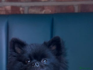 Pomeranian dogs - Advert 20