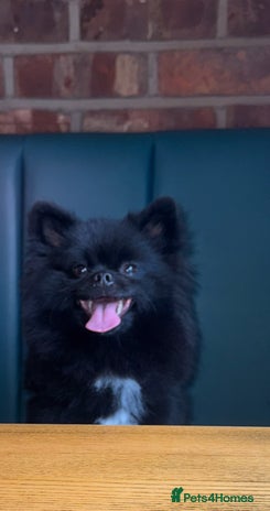 Pomeranian dogs Meet Badger – Premium Black Pomeranian Stud - Advert 1