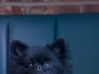 Pomeranian dogs Meet Badger – Premium Black Pomeranian Stud - Advert 1