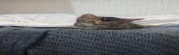 Bengal cats for sale: Bengal x kittens available  - Advert 5