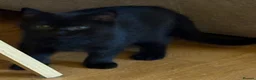 British Shorthair cats for sale: Beautiful BSH Kittens available early October - Advert 7