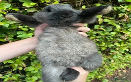 Mini Lop rabbits for sale: Pure Bred Mini Lop Bunnies  - Image 7
