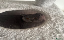 British Shorthair cats for sale: British Shorthair-Blue cream/silver tabby kittens  - Image 14
