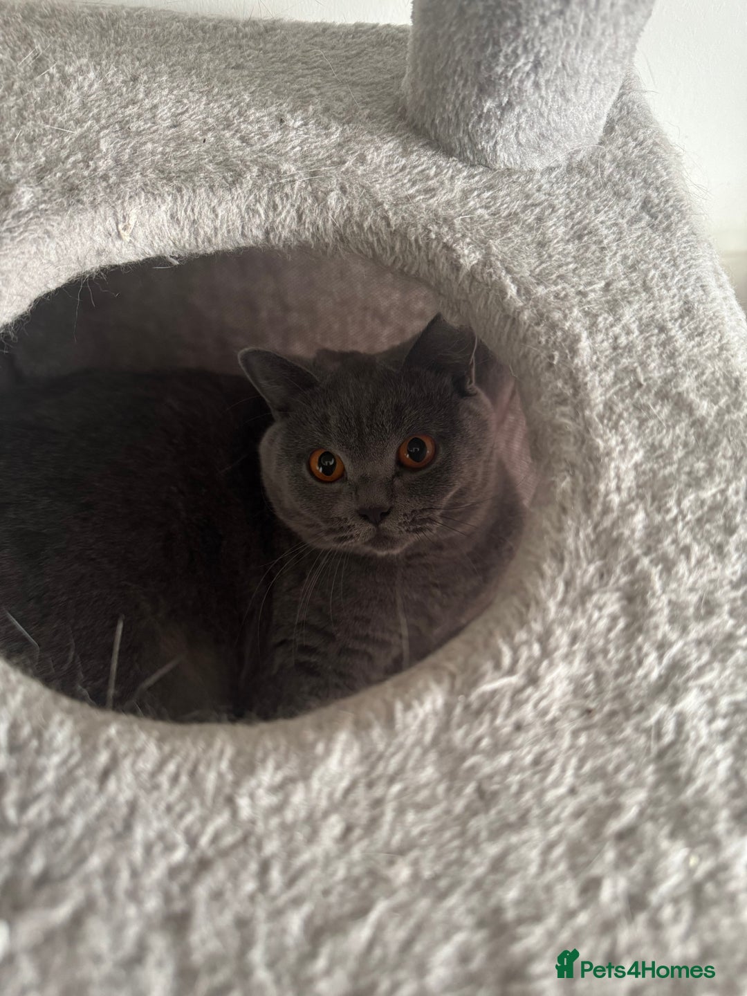 British Shorthair cats for sale: British Shorthair-Blue cream/silver tabby kittens  - Image 14