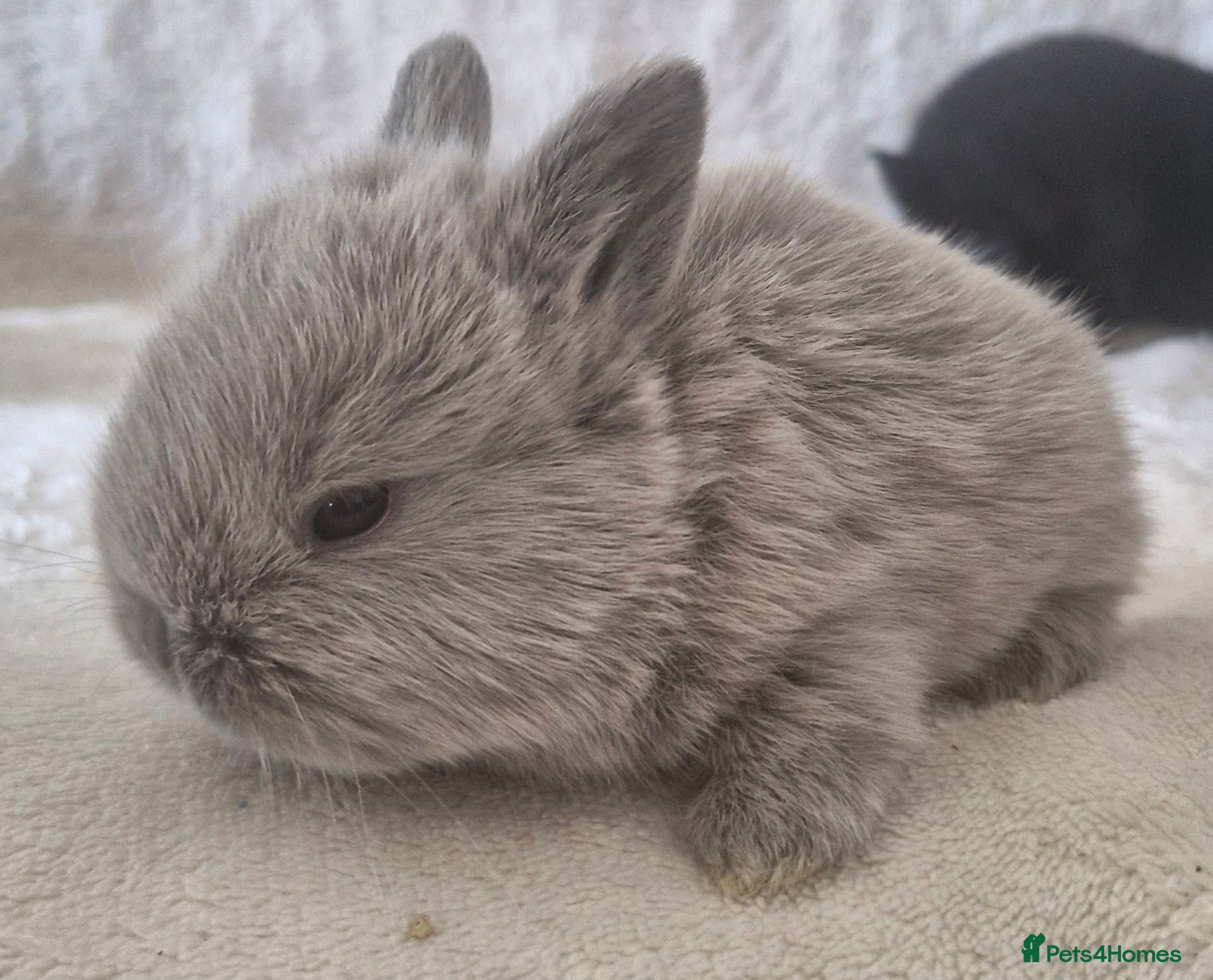 Mini Lop rabbits Mini Lop X Dutch X Netherland Dwarf Babies - Advert 12