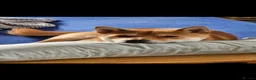 Japanese Shiba Inu dogs for stud: Shiba Inu for stud - Advert 7