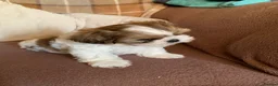 Shih Tzu dogs for sale: Shih Tzu puppies available - Advert 5