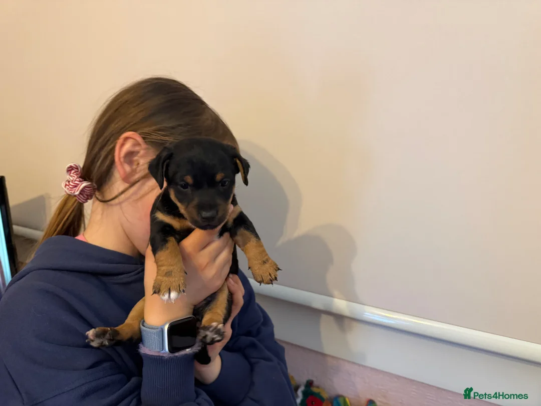 Jack Russell dogs for sale: Beautiful small bred Jack Russell puppies  - Advert 1