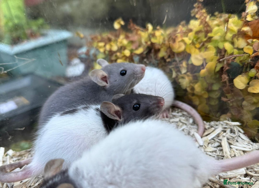 Rat rodents for sale: Beautiful baby full size and dwarf rats ready 9Dec - Advert 1
