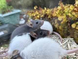 Rat rodents Baby full size and dwarf rats ready now /January - Advert 2