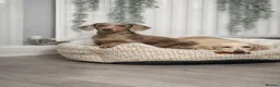 Miniature Dachshund dogs for sale: Red sable miniature dachshund  - Advert 4