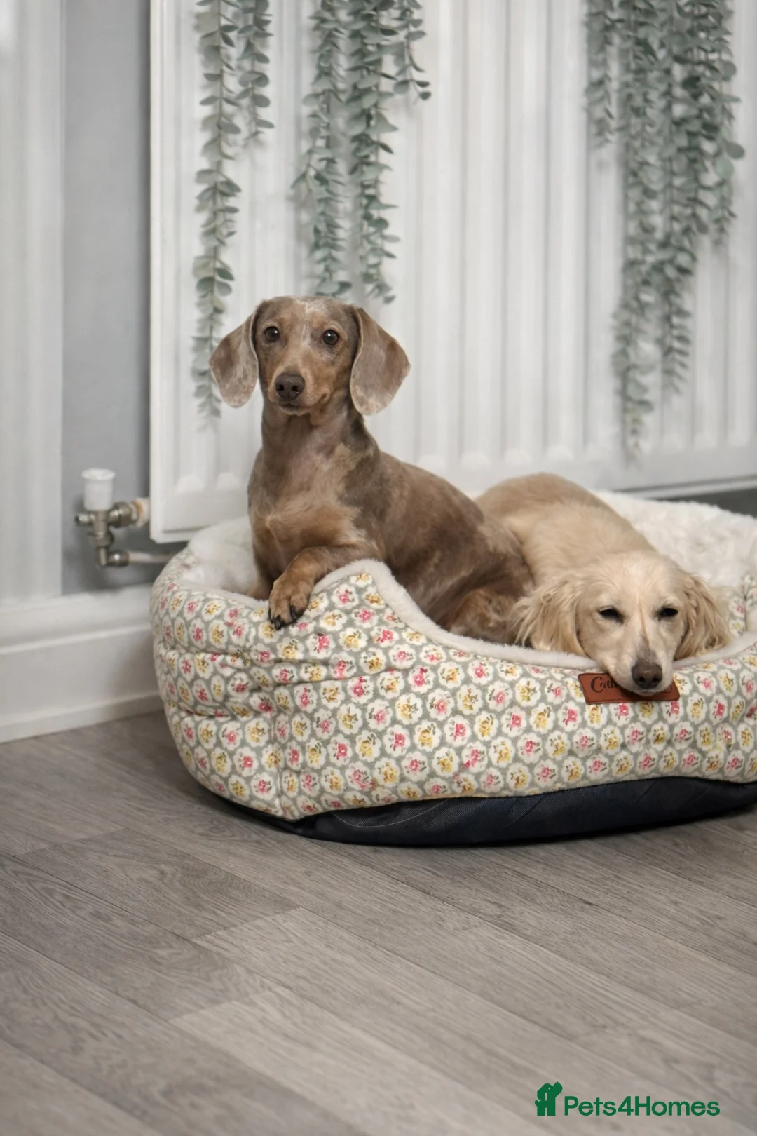 Miniature Dachshund dogs for sale: Red sable miniature dachshund  - Advert 4