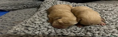 Labrador Retriever 1