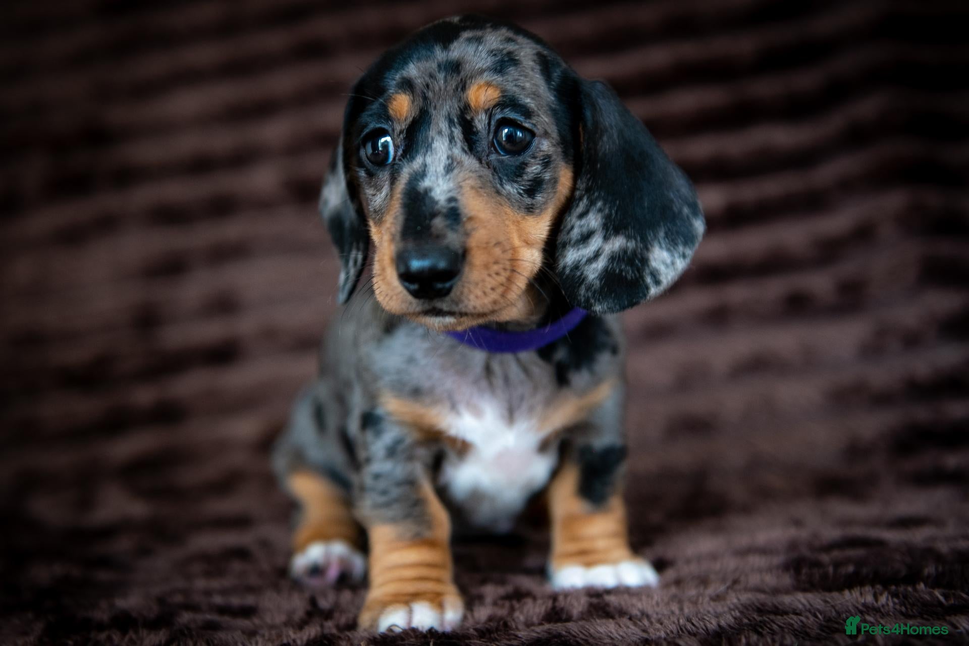 Miniature Dachshund dogs Mini Dachshunds Ready Now. - Advert 2