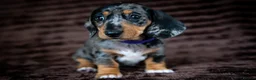 Miniature Dachshund dogs for sale: Stunning Mini Dachshunds. - Advert 8
